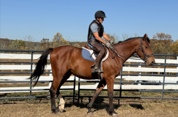 Protective Riding Vests: Perceived or Actual Protection?