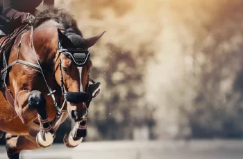 Opinion: We Can Remedy The Scourge Of Overuse In Horse Showing