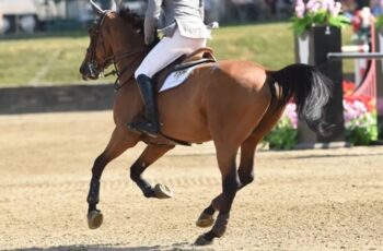 Opinion: Advancement Without Ability Is The Hidden Risk We’re Ignoring In Modern Jumping